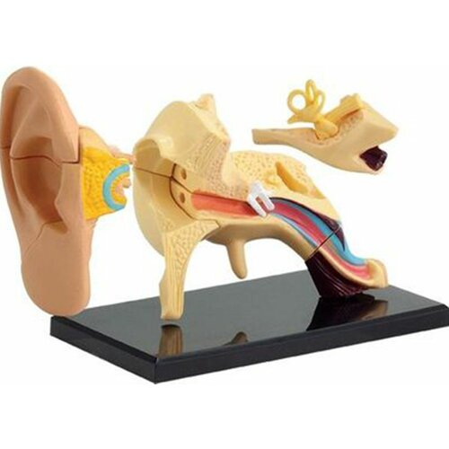 Pertini model ljudskog uha Sk012 Slike