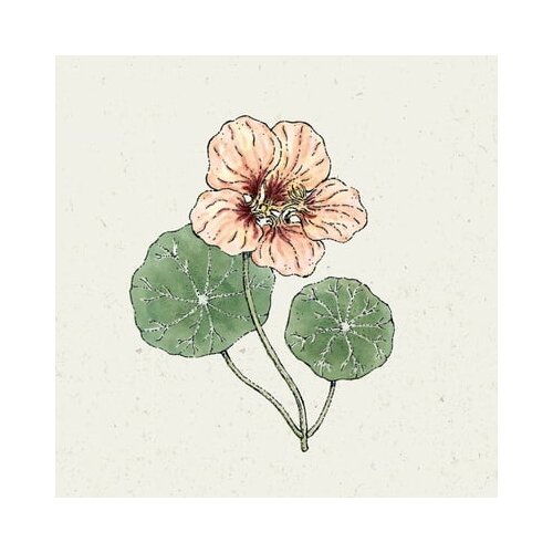 Jora Dahl Kapucinka Tropaeolum majus &amp;quot;Salmon Gleam&amp;quot; Slike