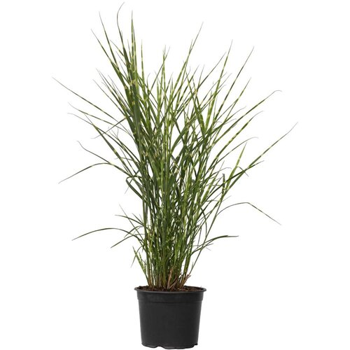 Plant in a Box kitajski trstikovec - miscanthus sinensis 'zebrinus' - višina 20-30cm - ⌀23cm, (21757612) Cene