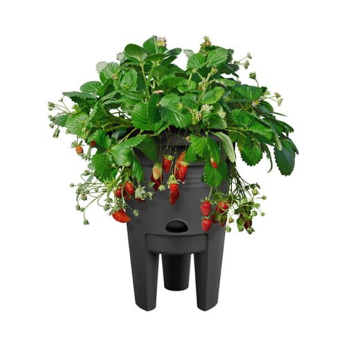 ELHO Lonec za jagode green basics 33 cm Cene