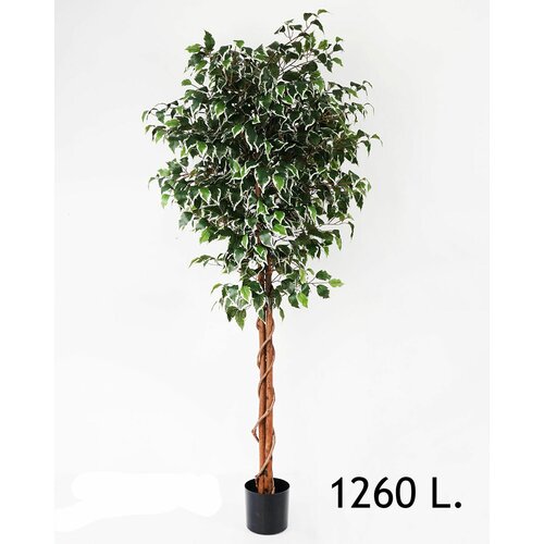 Lilium dekorativni zeleni bendžamin 170cm 567287 Cene