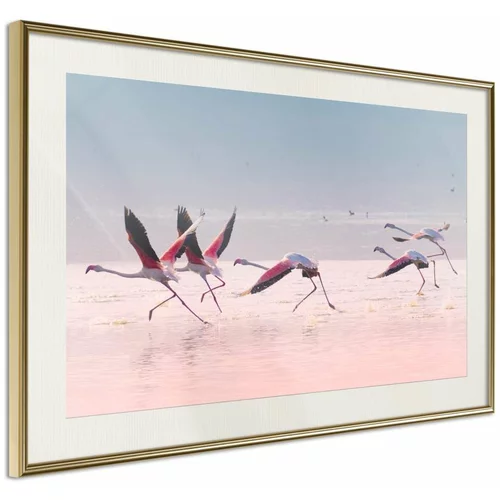  Poster - Flamingos Breaking into a Flight 30x20