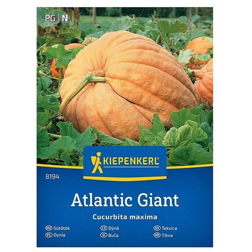 KIEPENKERL Zelenjavna semena Buča Atlantic Giant (Cucurbita maxima, Čas žetve: September) Cene