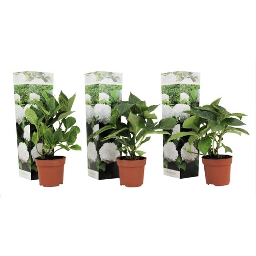 Plant in a Box hortenzija - 3 kos - hydrangea macrophylla &amp;#039;wudu&amp;#039; - vi&amp;scaron;ina 25-40cm - ⌀9cm, (21757324) Slike