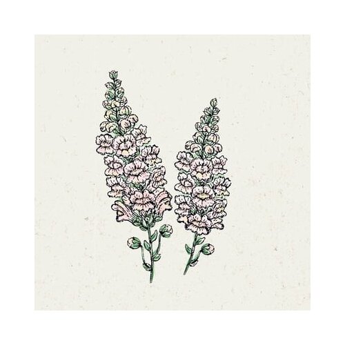 Jora Dahl Antirrhinum majus "Costa Silver" - odolin Cene