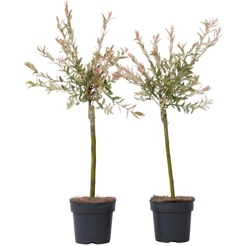 Plant in a Box Vrba - 2 kos - Salix integra 'Flamingo' - Višina 60-80cm - ⌀17cm, (21778495) Cene