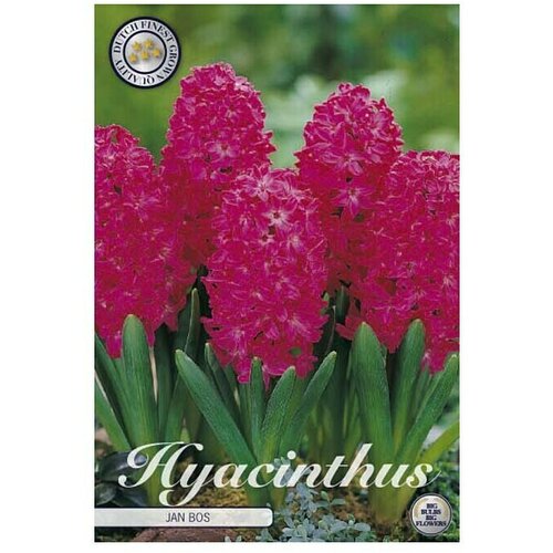  Cvjetne lukovice Zumbul Orientalis Jan Bos (crvena, Botanički opis: Hyacinthus) Slike