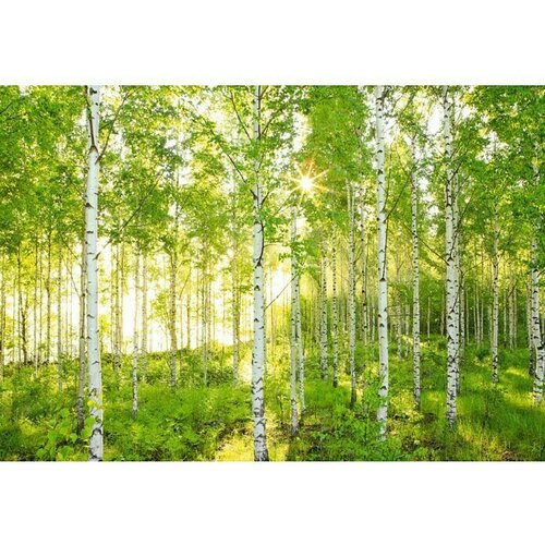 Komar Potiskana tapeta Sunday (8 -del., &amp;Scaron; x V: 368 x 254 cm, Papir) Slike