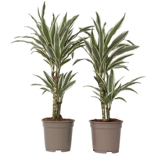 Plant in a Box dracena - 2 kos - dracaena deremensis 'white stripe' - višina 60-70cm - ⌀17cm, (21757890) Cene