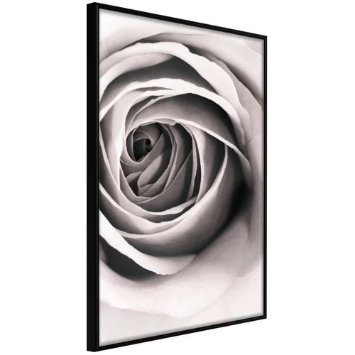  Poster - Structure of Petals 30x45