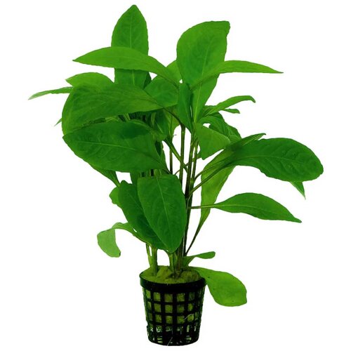 Rainforest Nomaphila stricta Cene