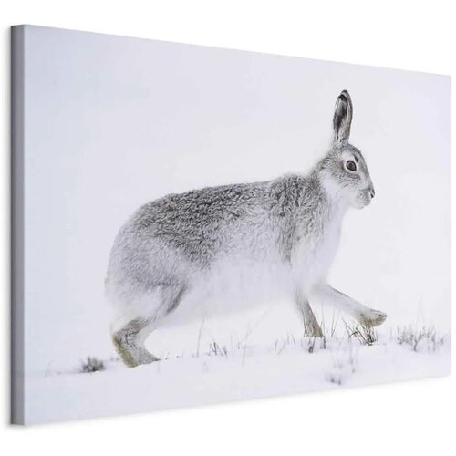  Slika - Hare (1 Part) Wide 120x80 Na talijanskom platnu Cene