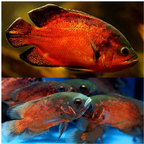 Akvarijum Centar Red oscar Cene