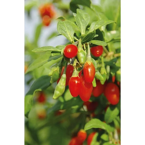 Piardino Goji bobice Big and Sweet (Lycium barbarum 'Big and Sweet', Veličina tegle: 17 cm, Berba: Kolovoz)