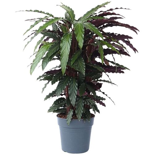 Plant in a Box kalateja - calathea 'wavestar' - višina 90cm - ⌀27cm, (21758282) Cene