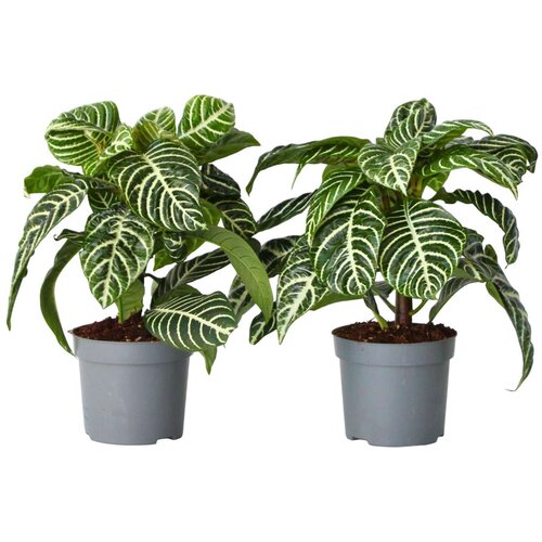 Plant in a Box zebrasta afelandra - 2 kos - aphelandra 'botanica' - višina 25-45cm - ⌀13cm, (21757897) Cene