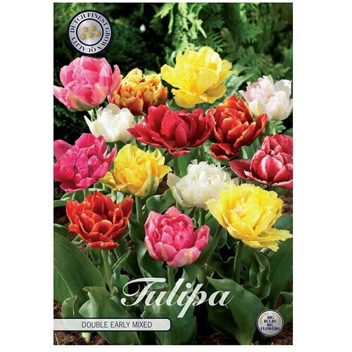  Cvjetne lukovice Tulipan Double Early Mixed (Mje&amp;scaron;ovite boje, Botanički opis: Tulipa) Slike