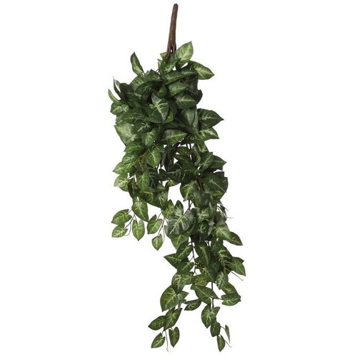  Cvet SYNGONIUM 54cm 1074947 - Green - EDL Cene