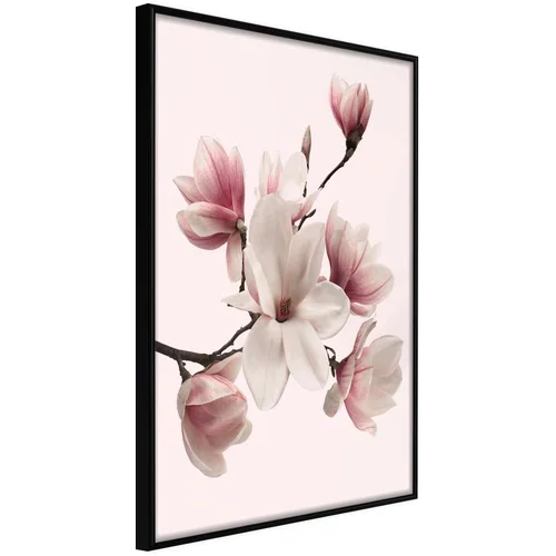  Poster - Blooming Magnolias I 40x60