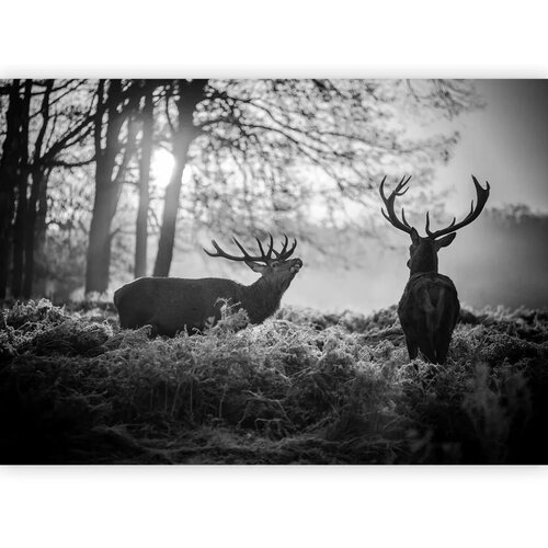  Foto tapeta - Deers in the Morning 500x350 Vodootporna Slike