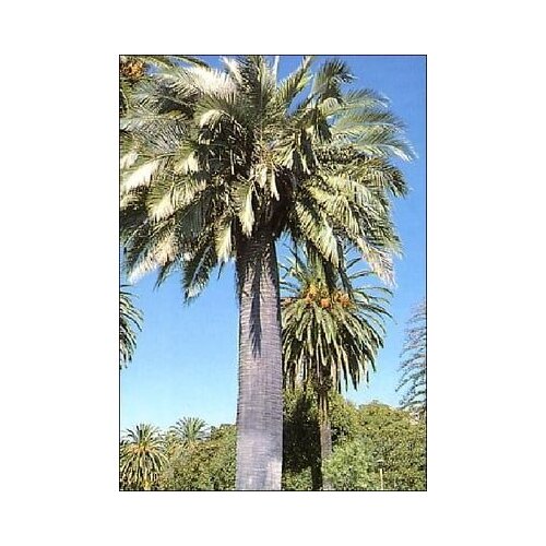 TROPICA Čilska palma Cene