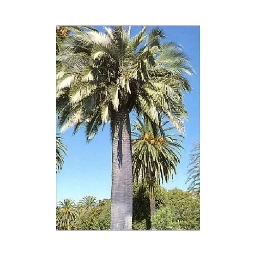 TROPICA Čilska palma