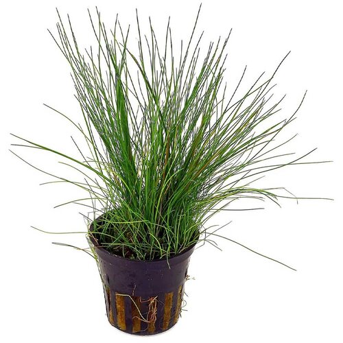 Rainforest Eleocharis acicularis Cene