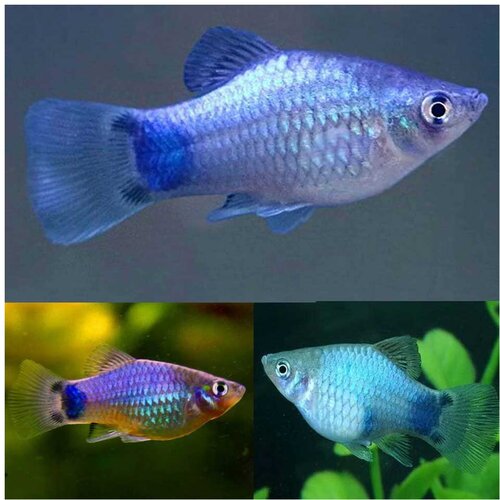 Akvarijum Centar Blue mickey mouse platy Cene