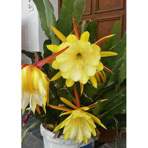 TROPICA Kraljica noči - 20 zrn. Cene