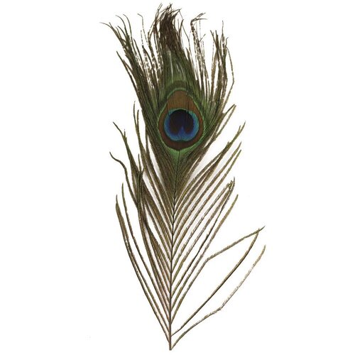 RAYHER Pavje perje, 25 cm, 25 cm, 3 kom., (22005832) Cene