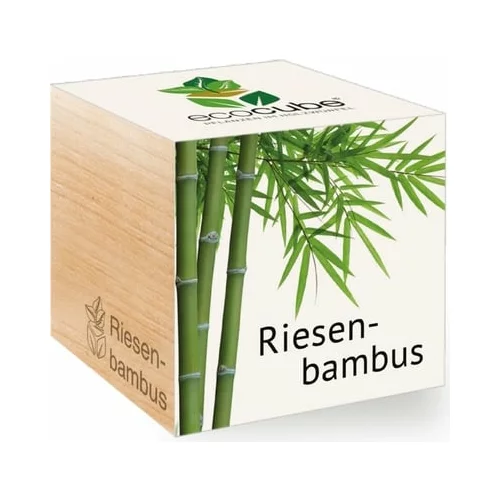 Feel Green ecocube "Exotics" - velikanski bambus