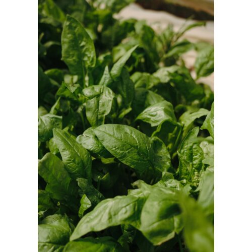 Venture Home poster Green Leaf 70 &times; 100 cm, zeleni Cijene