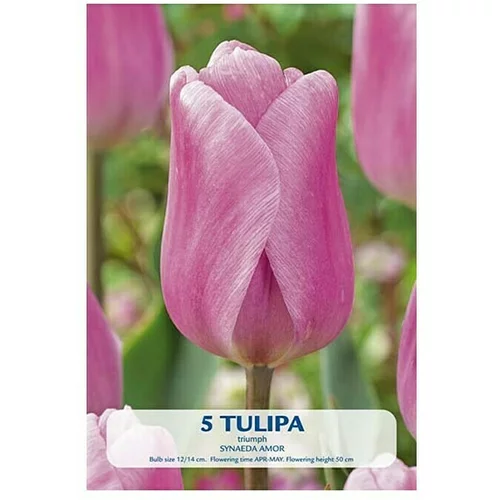  Cvjetne lukovice Tulipan Synade Amor (Roza, Botanički opis: Tulipa)