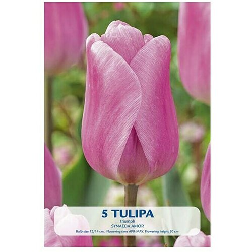  Cvjetne lukovice Tulipan Synade Amor (Roza, Botanički opis: Tulipa) Slike