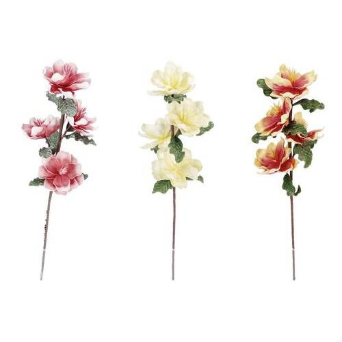  MAGNOLIJA 89CM SORTO 77114 Slike