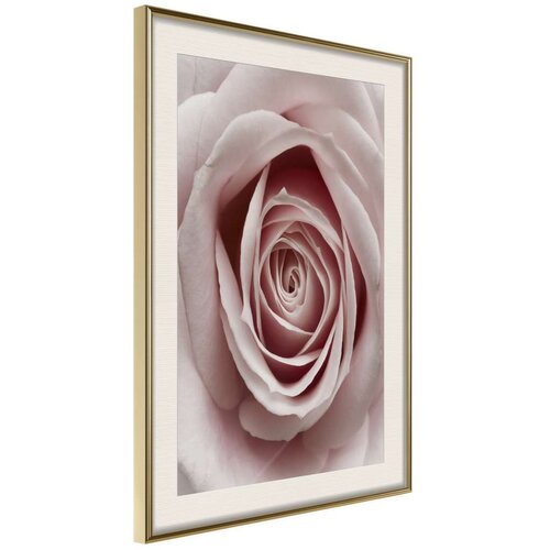  Poster - Rosebud 40x60 Slike