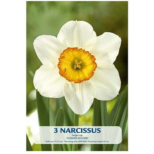  Cvjetne lukovice Narcisa Flower Record (Bijela, Botanički opis: Narcissus) Cijene
