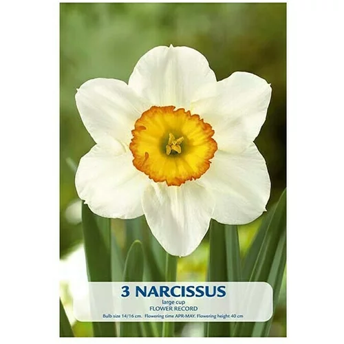  Cvjetne lukovice Narcisa Flower Record (Bijela, Botanički opis: Narcissus)
