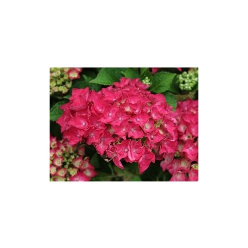  Hydrangea marc Early Blue x 6 Cijene