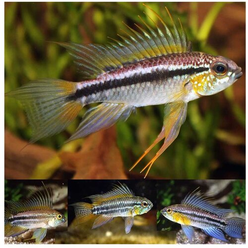 Akvarijum Centar Apistogramma bitaeniata Cene