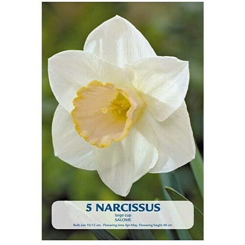  Cvjetne lukovice Narcisa Salome (Bijela, Botanički opis: Narcissus) Slike