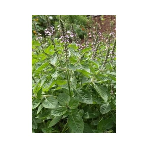 TROPICA Kraljevska Tulsi bazilika Cene