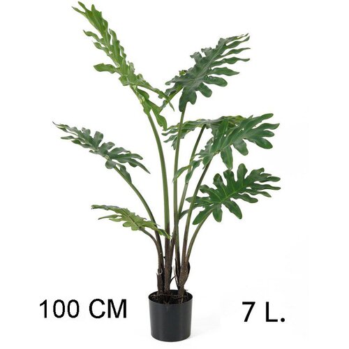 Lilium filadendron 1m, 7 listova, 567271 Cene