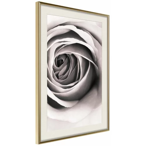  Poster - Structure of Petals 30x45