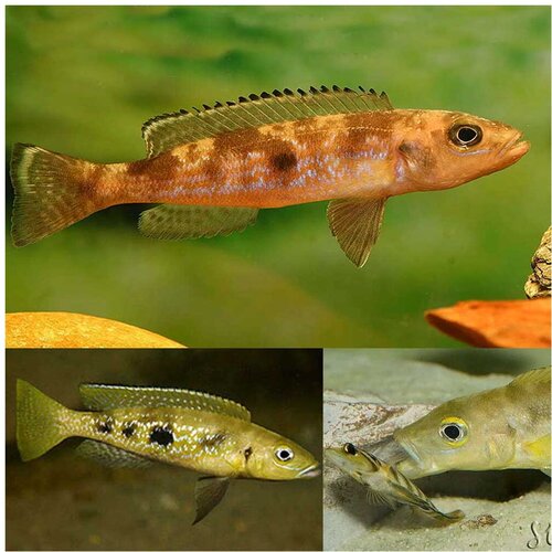 Akvarijum Centar Attenuatus Cene