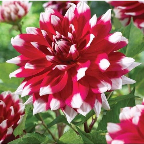 Royal De Ree Lukovica Georgina, dalija - Dahlia Dec. Red Empire 1/1 Cene