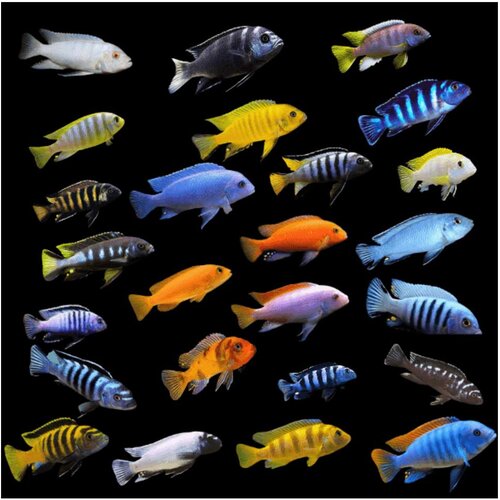  cichlidae - malawi ciklid mix Cene