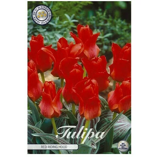  cvjetne lukovice Tulipan Greigii Redriding (Crvena, Botanički opis: Tulipa)