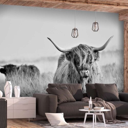  Samoljepljiva foto tapeta - Highland Cattle 147x105 Slike