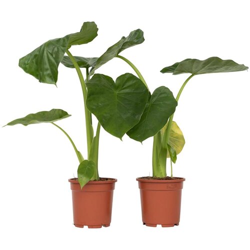Plant in a Box alokazija - 2 kos - alocasia 'macrorrhizos' - višina 60-70cm - ⌀17cm, (21757969) Cene